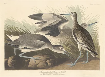 Félig tenyeres Snipe vagy Willet, 1835.
