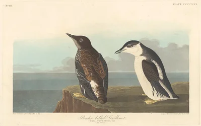 Karcsú csőrű Guillemot, 1838.