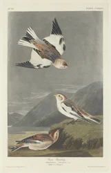 Hósármány, 1834.