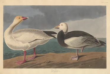 Hólúd, 1837.