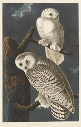 Havas bagoly, 1831.