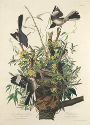 A gúnyos madár, 1827.