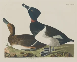 Bojtos kacsa, 1834.