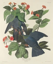 Fehér koronás galamb, 1833.