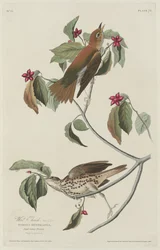Erdei rigó, 1829.