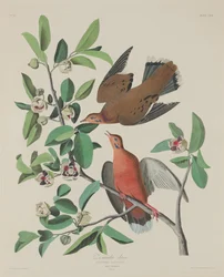Zenaida galamb, 1833.