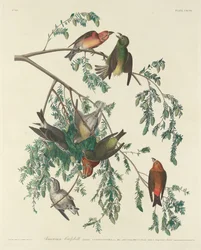 American Crossbill