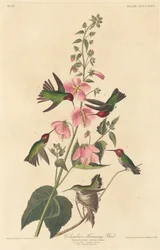Kolumbiai kolibri