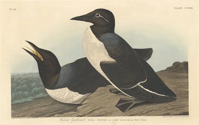 Bolond Guillemot