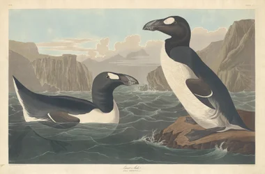 Nagy Auk