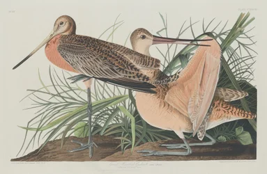 Nagy Márvány Godwit