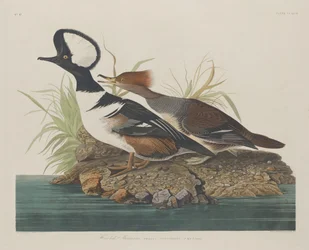 Csuklyás Merganser