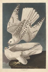 Izland vagy Jer Falcon