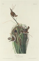 Marsh Wren