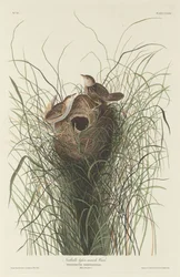 Nuttall Lesser Marsh Wren