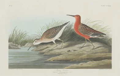 Pigmy Curlew