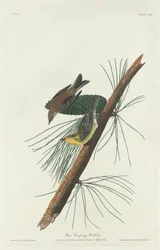 Fenyő kúszó poszáta