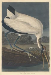 Fa Ibis