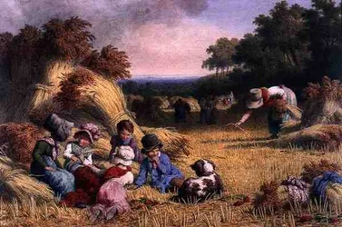 Szüreti mező