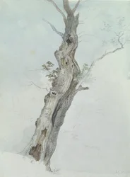 Fatanulmány, 1800-2005 körül (wc grafit fölött, papíron)