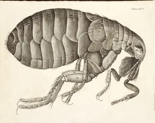 Egy bolha keresztmetszete a Micrographiából, megjelent 1665-ben
