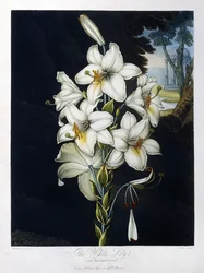 A fehér liliom