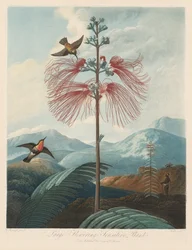 A Flora temploma, avagy a természet kertje: Nagy virágzó érzékeny növény, 1799-1807.
