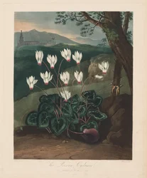 A Flora temploma, avagy a természet kertje: A perzsa ciklámen