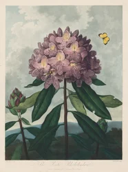 A Flora temploma, avagy a természet kertje: A ponti rododendron, 1799-1807.