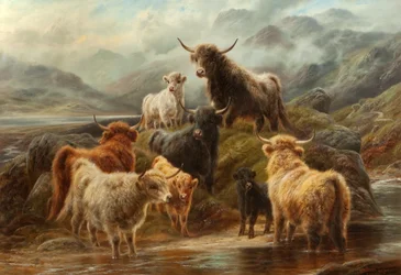 Felföldi szarvasmarhák, 1894