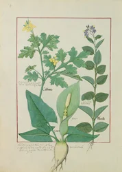 Nagy vérehulló fecskefű vagy pipacs, Solanum vagy csucsor, és aron, illusztráció Mattheaus Platearius The Book of Simple Medicines című könyvéből, 113v