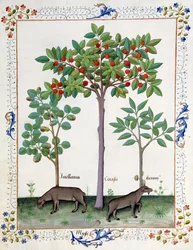 Mogyoróbokor (balra) és cseresznyefa (középen), Illusztráció Matthaeus Platearius Egyszerű gyógyszerek könyvéből 162r