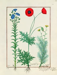 Linum, kerti mák és Abrotanum, illusztráció az Egyszerű gyógyszerek könyvéből, Mattheaus Platearius