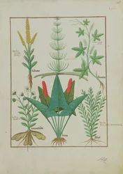 Ms Fr. Fv VI #1 fol.125r Felső sor: Kukorica, Equisetum és Labruscae flos. Alsó sorban: Százszorszép, Jarus és majoránna, illusztráció a Gyógyszerek egyszerű könyvéből, Mattheaus Platearius (u. e. 1161) 1470 körül