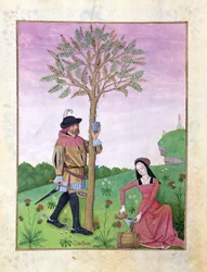 Ms Fr. Fv VI #1 fol.162v Nedvszívás egy fáról, Illusztráció Mattheaus Platearius „Egyszerű gyógyszerek könyvéből” (1161 körül) 1470 körül (vellum)