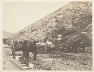 Szarvasmarha és szekerek, elhagyják Balaklavát, 1855.