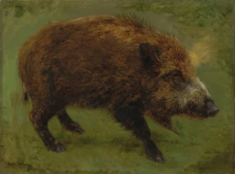 Franciául:  Le sanglier Vaddisznó
