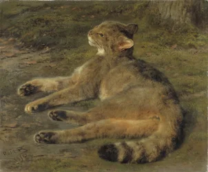 Vadmacska, 1850