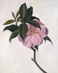 Kamélia, 1998