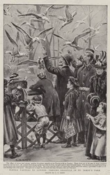 Téli látogatók Londonba, sirályokat etetnek a St James