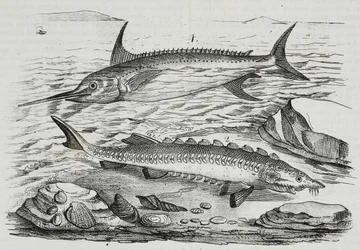 1 kardhal (Xiphias gladius), 2 tokhal (Acipenser sturio), Salvatore Puglia litográfiája a Poliorama Pittoresco-ból, n. 10, október 16.