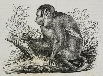 Éjszakai majom douroucoulis (Aotus trivirgatus), Salvatore Puglia litográfiája, Poliorama Pittoresco, 46. szám, június 25.