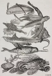 Óceáni lények: 1 Dattiloftera, 2 Syngnathus, 3 Pegasus, 4 Trachypterus, 5 Chaetodon, 6 Nyúlhal, 7 Unikornis (narvál), 8 Repülő Pteroid, 9 Attinia