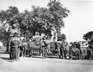 Egy csoport H E Az alkirály elefántjai és az állami csapdáik, 1860-as évek