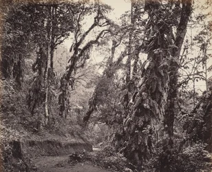 Darjeeling, Erdei jelenet kúszónövényekkel, a Tukvar úttal