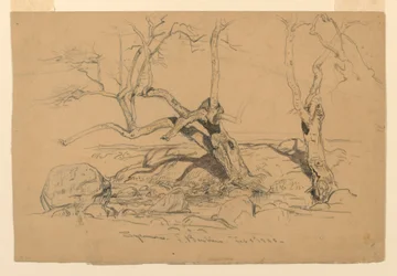 Rajz, tanulmányok. Fák, Santa Barbara, Kalifornia, 1888. február 3.