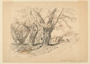 Rajz, tanulmány a Montezuma ciprusfái, Chapultepec park, Mexikó, A Montezuma ciprusfákhoz