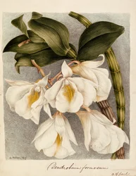 Dendrobium Formosum, 1839 körül (akvarell)
