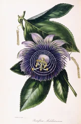 Passiflora Middletoniana, 1834-1849 körül