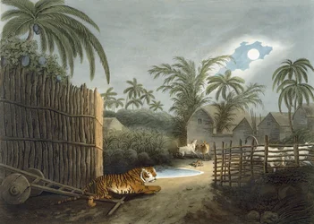 Egy tigris egy falun keresztül (marha rémülten), Thomas Williamson „Oriental Field Sports” című művéből, 1808